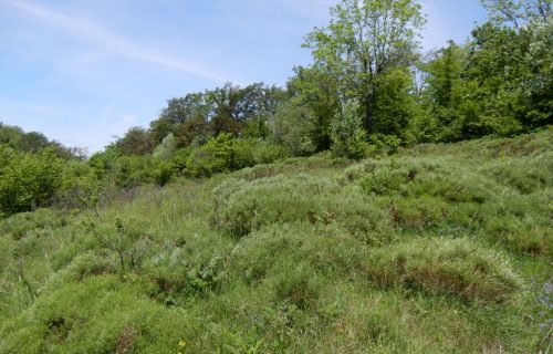 Žarkasta košeničica zarašča travnike na Čimernem