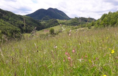 Polsuho travišče s turško deteljo, v ozadju Donačka gora