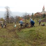 Prostovoljna akcija sajenja sadnih sadik Kum