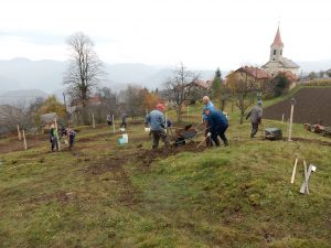 Prostovoljna akcija sajenja sadnih sadik Kum