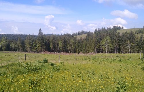 Razlika med pašno (v ozadju) in košeno (v ospredju) površino na Rogli