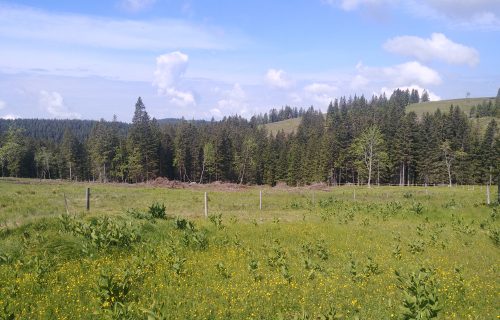 Razlika med pašno (v ozadju) in košeno (v ospredju) površino na Rogli