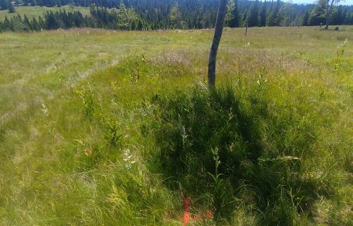 Načrtovanje učne poti, ki bo vzpostavljena v okviru projekta