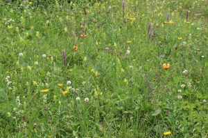 Pestrost rastlinskih vrst na suhem travniku v Čimernem