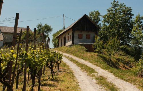 Nekatere bivše viničarije v vinorodnih Halozah tudi oživijo