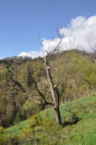 Visokodebelno sadno drevo po pomladitvenem obrezu