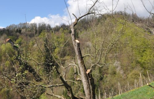 Visokodebelno sadno drevo po pomladitvenem obrezu