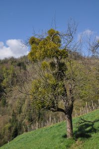 Visokodebelno sadno drevo pred pomladitvenim obrezom