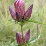 Gentiana pannonica Martin Vernik