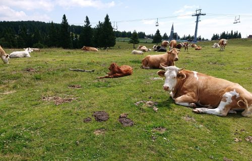 Krave na paši na Rogli