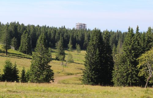 Pogled s pašnika na Pot med krošnjami na Rogli