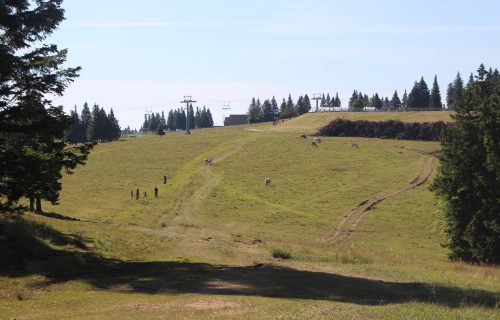 Pašnik na Rogli
