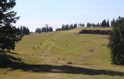 Pašnik na Rogli