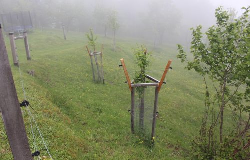 Projektne sadike starih visokodebelnih avtohtonih sort