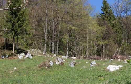 Posledica kraške podlage so skale, ki štrlijo iz tal in otežujejo košnjo