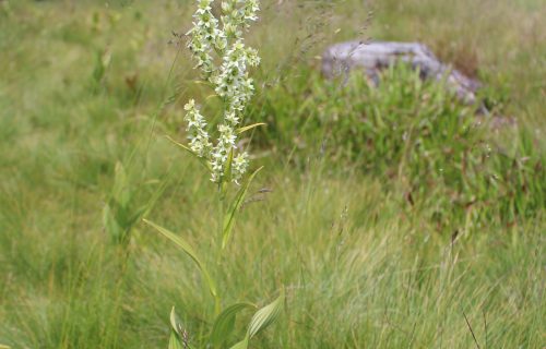 Bela čmerika (Veratrum album) je strupena rastlina