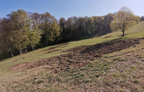 Površina kjer je bila odstranjena zarast in bo vzpostavljen travnik