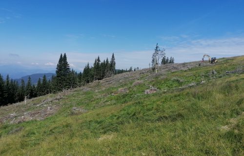 Pospravljenje sečnih ostankov na Mulejevem vrhu