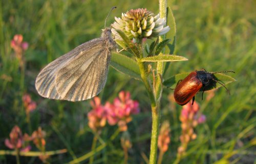 Biodiverziteta suhih travnikov