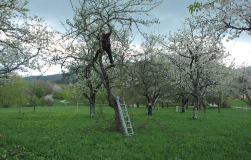 obrezovanje dreves