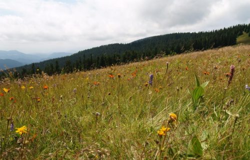 Kukavičevke na Ribniškem Pohorju