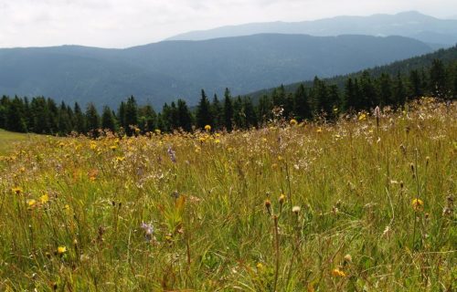 Ribniško Pohorje