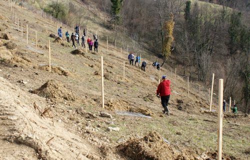 Prostovoljna akcija sajenja visokodebelnih sadnih dreves Čerinovo