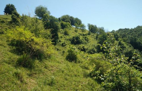 Travnik v fazi zaraščanja