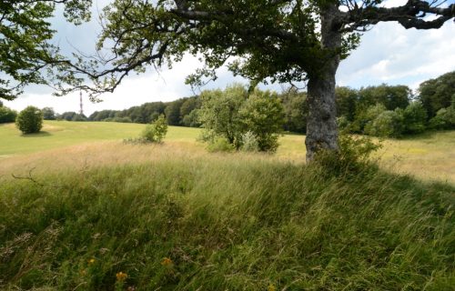 Košenica na Trdinovem vrhu