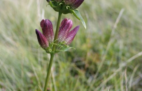 Panonski svišč (Gentiana pannonica)