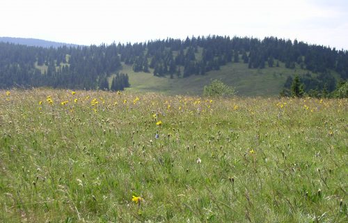 Planje na Ribniškem Pohorju