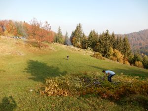 Prostovoljna akcija odstranjevanja zarasti na območju Čerinovega