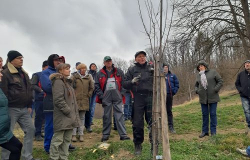 Prikaz rezi visokodebelnih dreves v Halozah