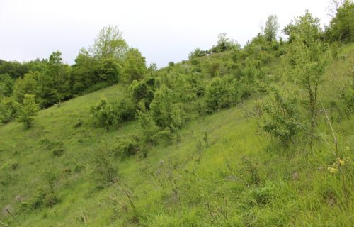 Travnik v zaraščanju na Škofljanskem hribu