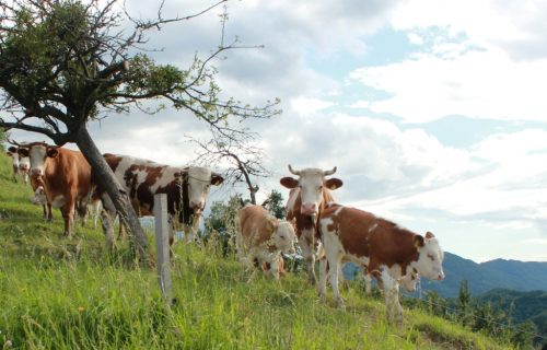 Čreda krav na paši v Gruškovju