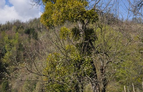 Visokodebelno sadno drevo pred pomladitvenim obrezom